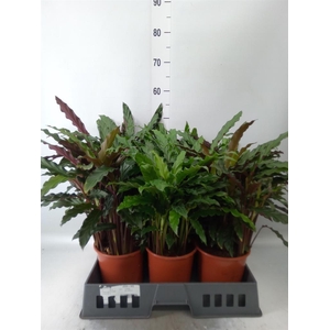 Calathea   ...mix