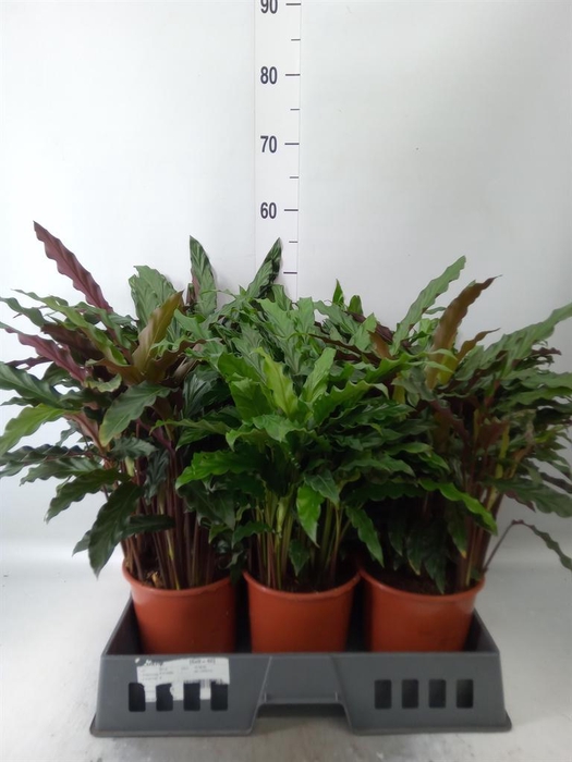 <h4>Calathea   ...mix</h4>