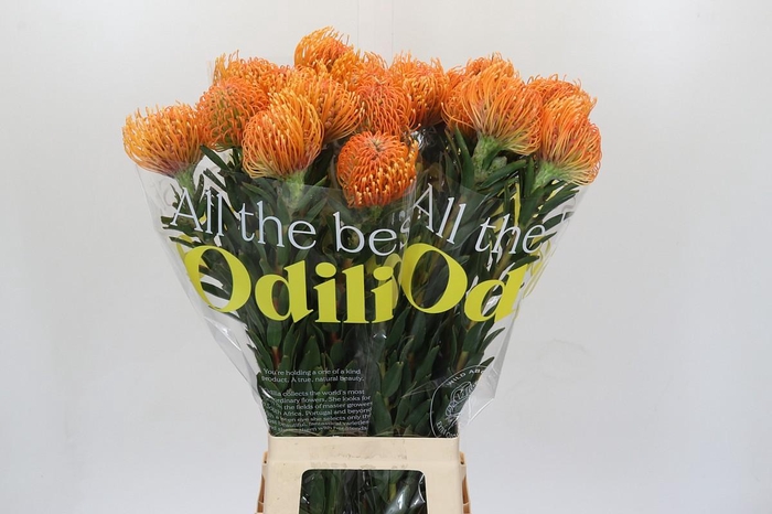 <h4>Nutans Ayoba Peach</h4>