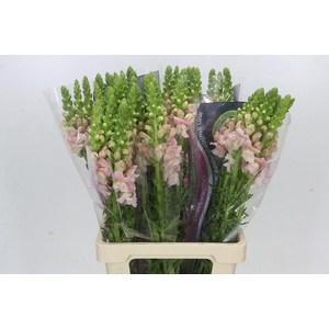 Antirrhinum Potomac Early Pink