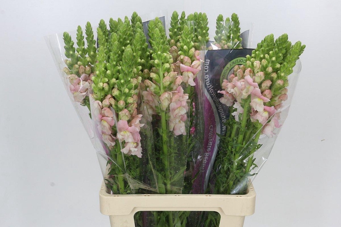 Antirrhinum Potomac Early Pink