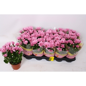 CHRYS BREEZE PINK