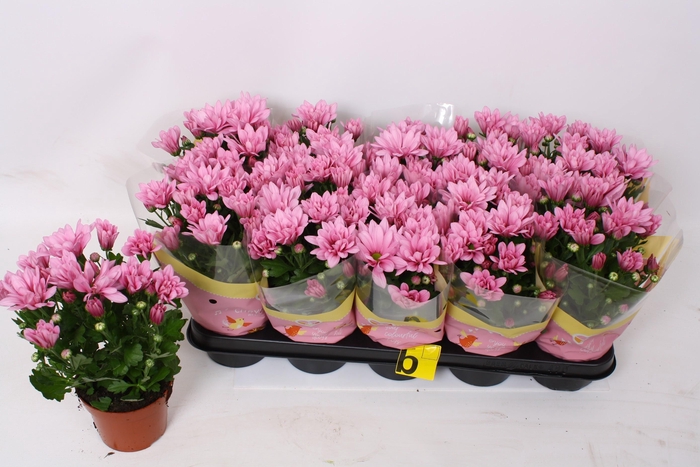 <h4>CHRYS BREEZE PINK</h4>