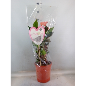 Anthurium  'Pr. Amalia Hot Lips''