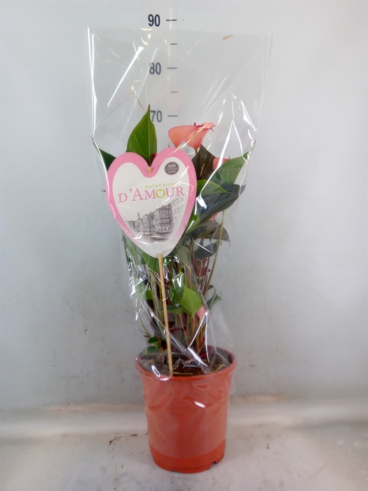 <h4>Anthurium  'Pr. Amalia Hot Lips''</h4>