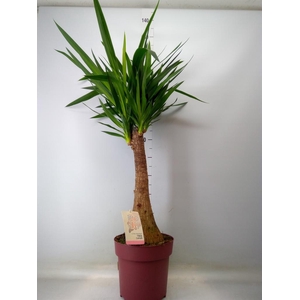 Yucca elephantipes   ...