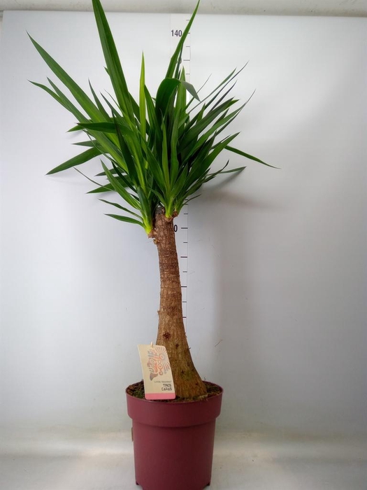 Yucca elephantipes   ...