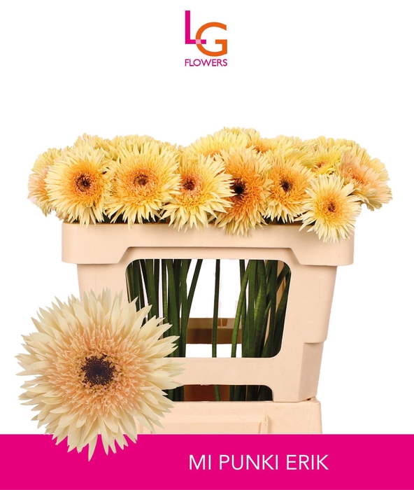 <h4>GE MS PUNKI ERIK</h4>