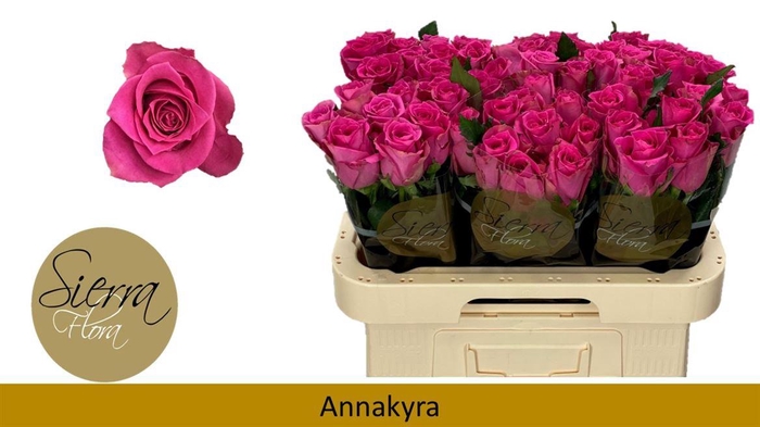 <h4>R Gr Annakyra</h4>