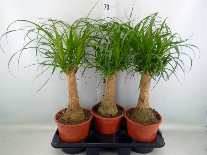 <h4>Beaucarnea recurvata</h4>