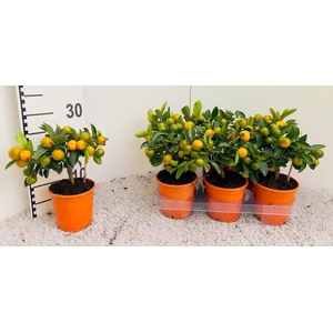 Citrus Calamondin mini-stem