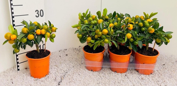 <h4>Citrus Calamondin mini-stem</h4>