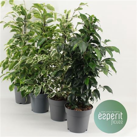 <h4>Ficus Be Gemengd Royal</h4>