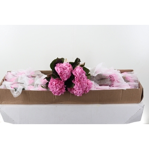 Hydr Dark Pink Sel Box