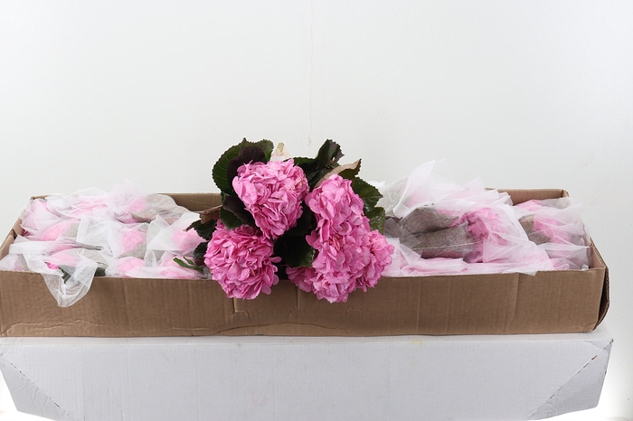 <h4>Hydr Dark Pink Sel Box</h4>