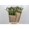 Freesia One XXL Pink