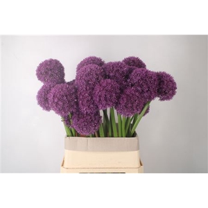 Allium Grootbloemig X28