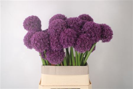 <h4>Allium Grootbloemig X28</h4>