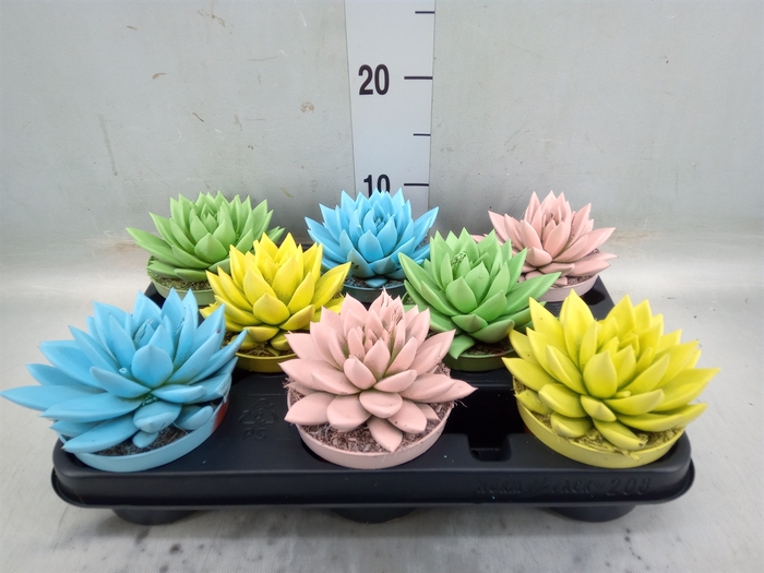 <h4>Echeveria  'Miranda'</h4>