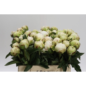 Paeonia Lactiflora Grp 'Snow Princess'