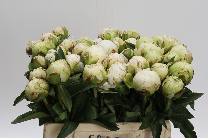 <h4>Paeonia Lactiflora Grp 'Snow Princess'</h4>