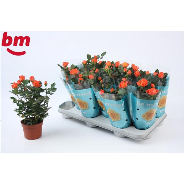 <h4>Rosa Orange Jewel Beau Monde (10,5 cm)</h4>