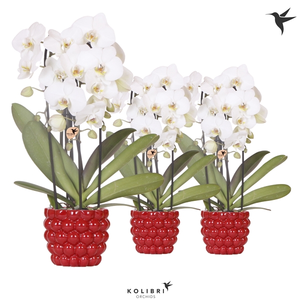 <h4>Kolibri Orchids Cascade Niagara fall 3 spike white in berry</h4>