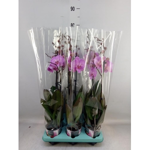 Phalaenopsis   ...