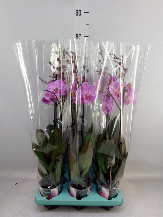 <h4>Phalaenopsis ...</h4>