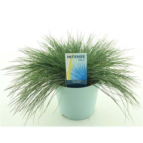 <h4>Festuca glauca Intense Blue®</h4>