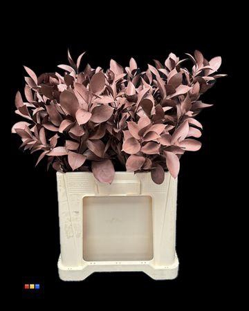 <h4>Ruscus Choco Brown</h4>