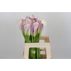 Zantedeschia Eydolls Purple White
