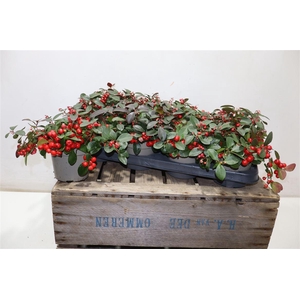 Gaulth Pr Ciao B Red