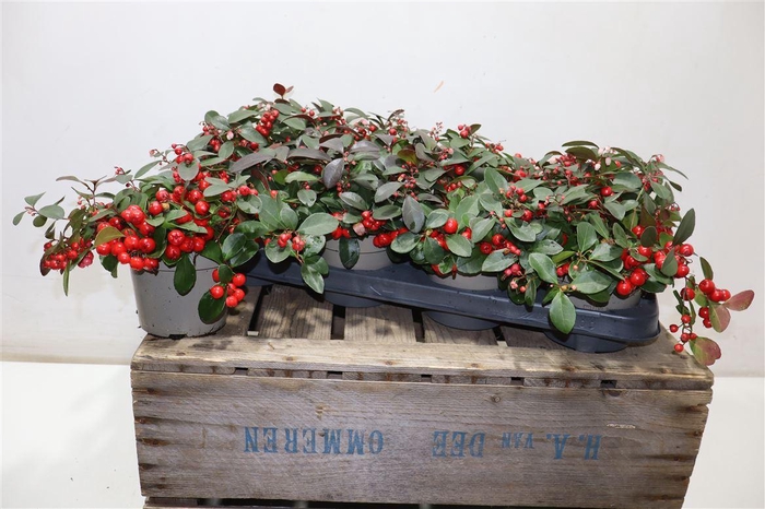 <h4>Gaulth Pr Ciao B Red</h4>