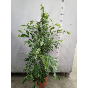 Ficus benja. 'Exotica'