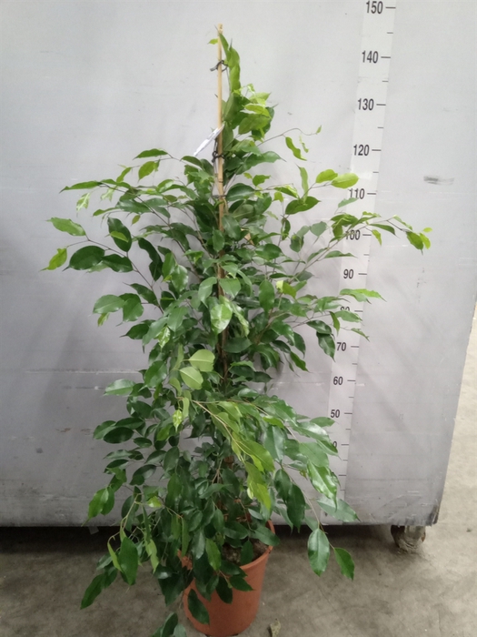 <h4>Ficus benja. 'Exotica'</h4>