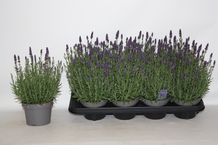 <h4>LAVAN AN LAV PURPLE</h4>