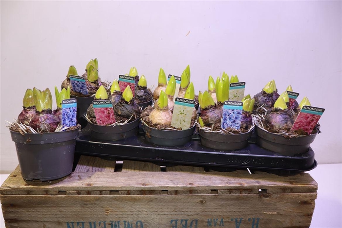 <h4>arr8 Hyacin Gem 3 Kl</h4>