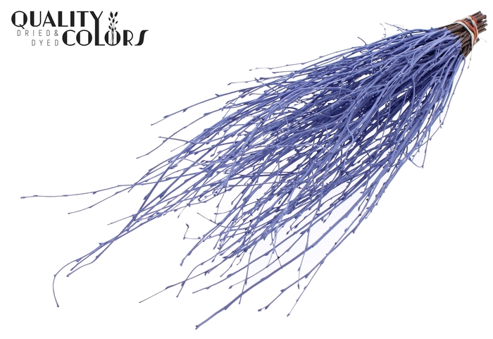 Birch 70cm 10stems per bunch Milka