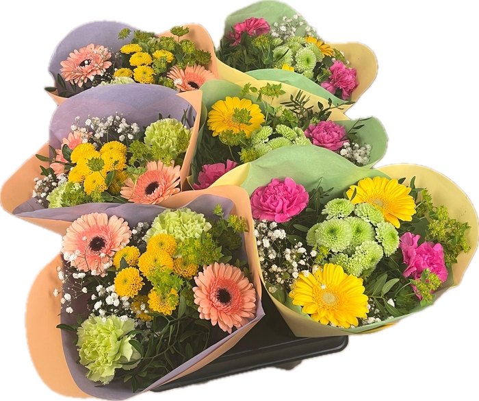 <h4>Bq Sixpack Spring</h4>