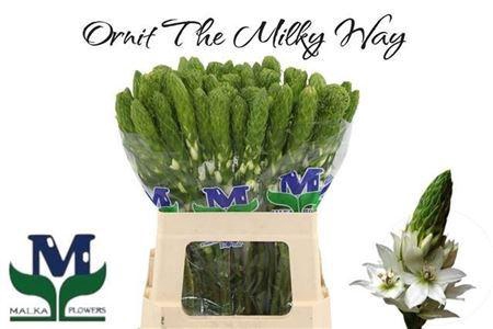 <h4>Ornit Thy Milky Way</h4>