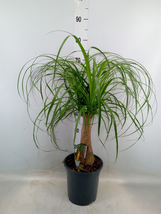 <h4>Beaucarnea recurvata</h4>