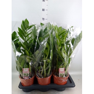 Zamioculcas zamiifolia 'Pixie'