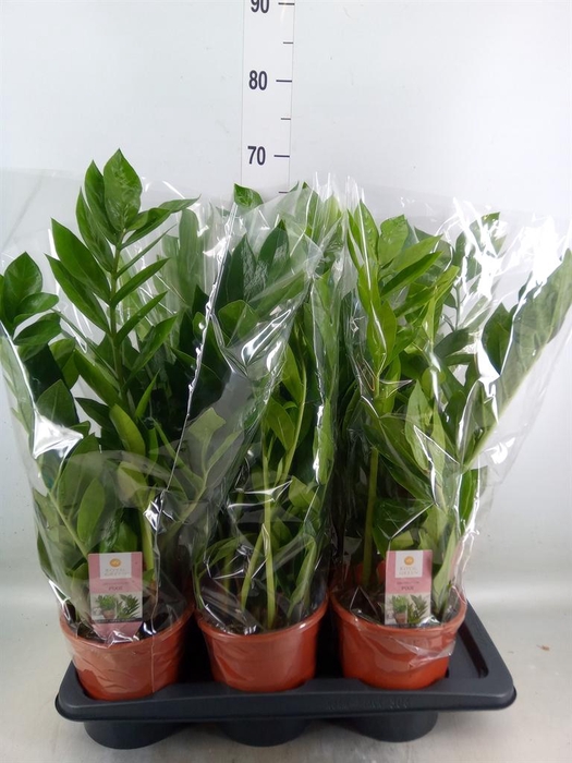 <h4>Zamioculcas zamiifolia 'Pixie'</h4>