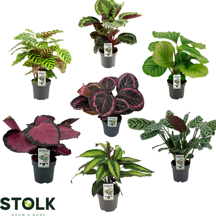 <h4>Calathea 12cm gemengd 4/5 soorten</h4>