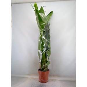 Strelitzia nicolai