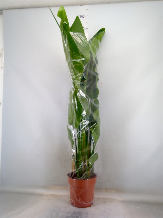 <h4>Strelitzia nicolai</h4>