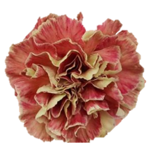 Di St Wine Cover Bicolor Pink 75cm CO