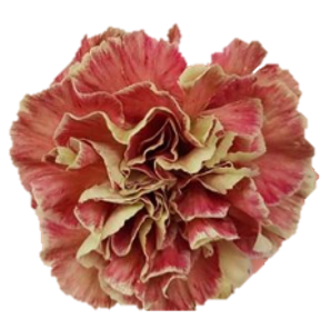 <h4>Di St Wine Cover Bicolor Pink 75cm CO</h4>