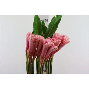 Alpinia purpurata pink